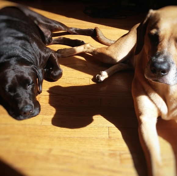 NWT GUESS Flowers and Ball Stud Earring Set - Picture 4 of 4